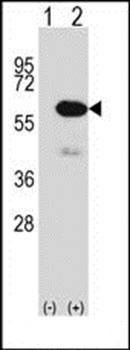 METAP2 antibody