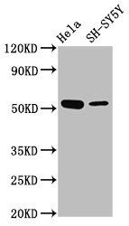 MEX3A Antibody