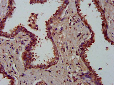 MFAP4 Antibody