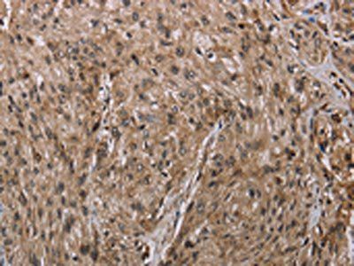 MFF Antibody