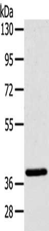 MFF antibody