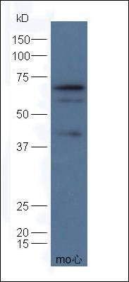 Mfn1 antibody