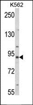 MFN2 antibody