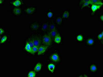 MFSD1 Antibody