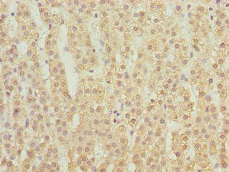 MFSD1 Antibody