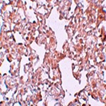 MFSD1 Antibody