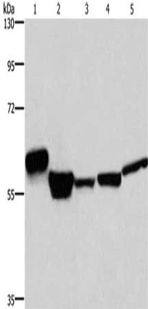 MFSD2A Antibody