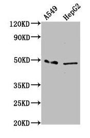 MFSD4A antibody