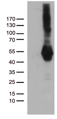 MGC13096 Antibody