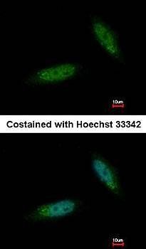 MGC16169 antibody