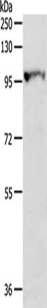 MGEA5 antibody