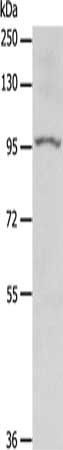 MGEA5 Antibody