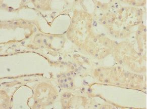 MGLL Antibody