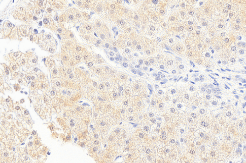 Goat anti-Monoglyceride Lipase Antibody