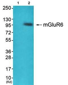 mGluR6 antibody