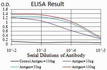 MGMT Antibody