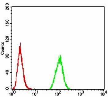 MGMT Antibody