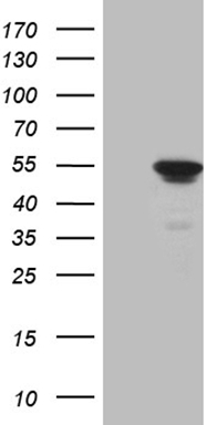 MGP Antibody