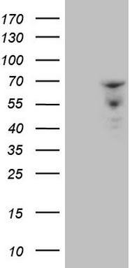 MGP Antibody