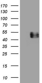 MGP Antibody