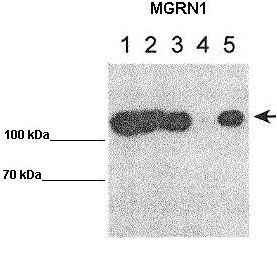 MGRN1 antibody