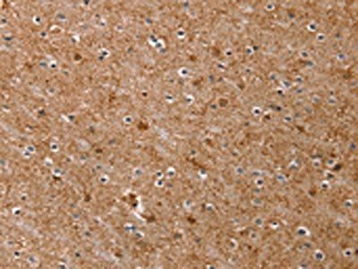 MGST1 Antibody