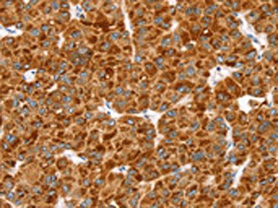 MGST1 Antibody