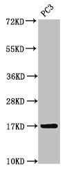 MGST3 antibody