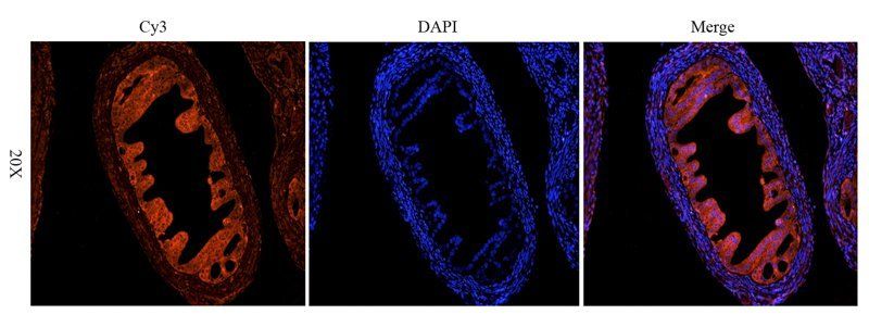 HLA-A antibody