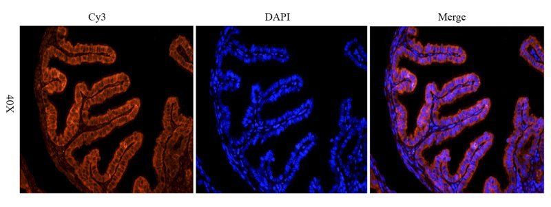 HLA-A antibody