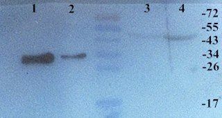 HLA-A antibody