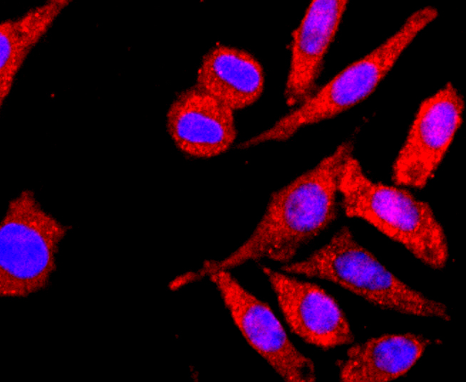 MHC class I Antibody