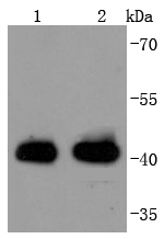 MHC class I Antibody