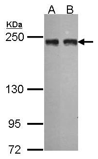 MIA3 antibody [N1], N-term