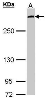 MIA3 antibody