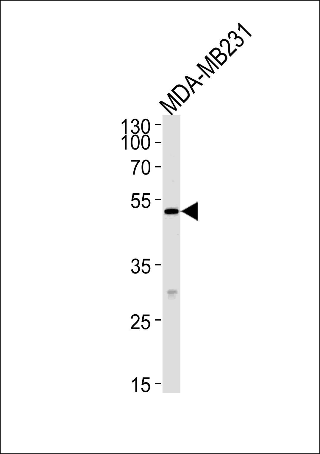 MICA antibody