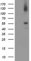 MICAL1 Antibody
