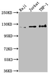 MICAL1 Antibody