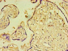 Microfibrillar-associated protein 5 antibody