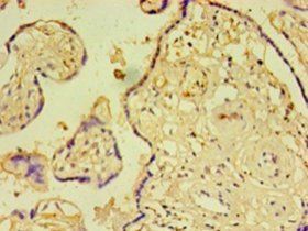 MFAP5 Antibody