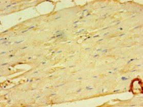 Microfibrillar-associated protein 5 antibody