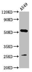MICU1 Antibody
