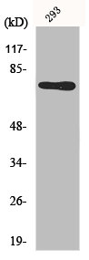 MID1 antibody