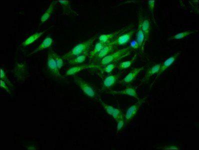 MID1IP1 Antibody