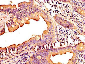 MID1IP1 Antibody