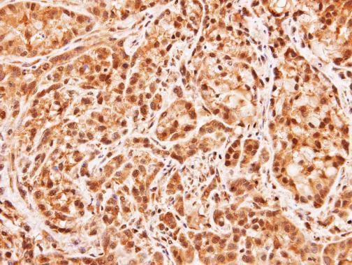 MID1IP1 antibody