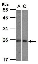 MID1 interacting protein 1 Antibody