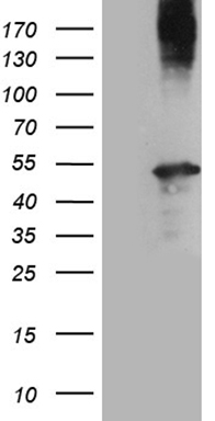 MDK Antibody