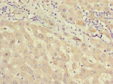 MIER2 Antibody