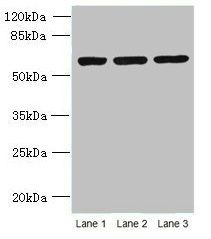 MIER2 antibody